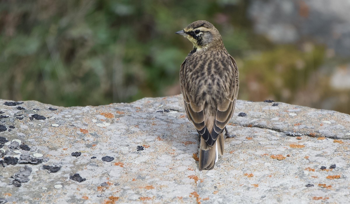 Эвэрт болжмор - ML641668653