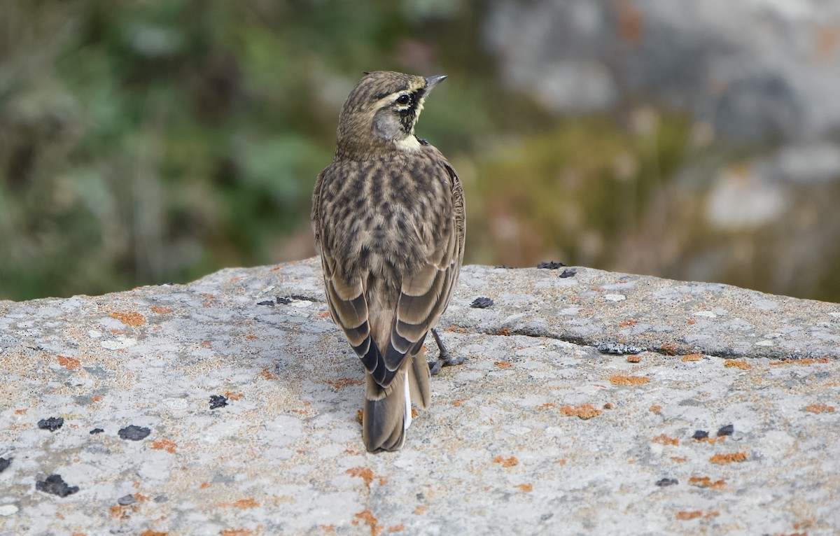 Эвэрт болжмор - ML641668654