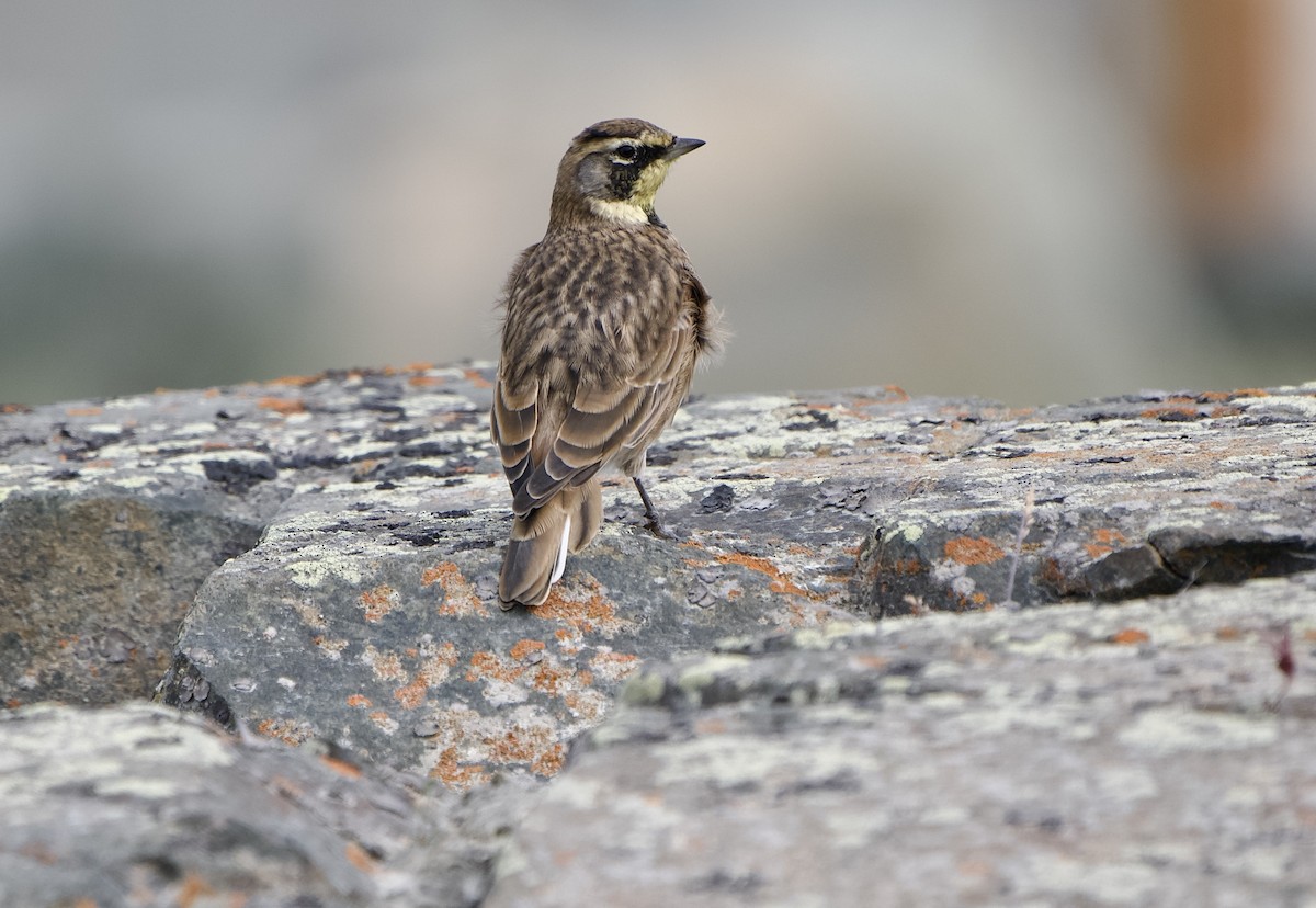 Эвэрт болжмор - ML641668655