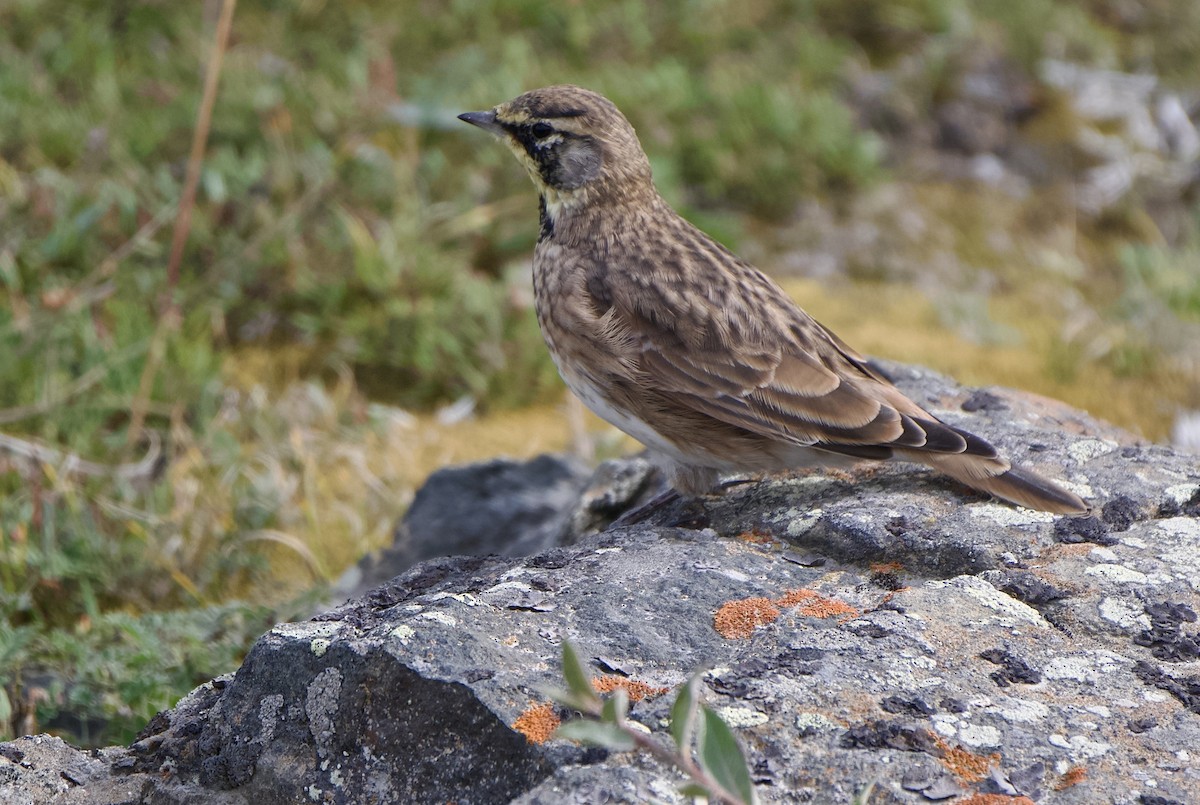 Эвэрт болжмор - ML641668656