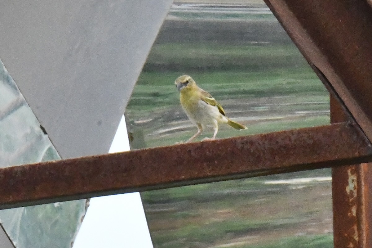 Black-headed Weaver - ML641668663