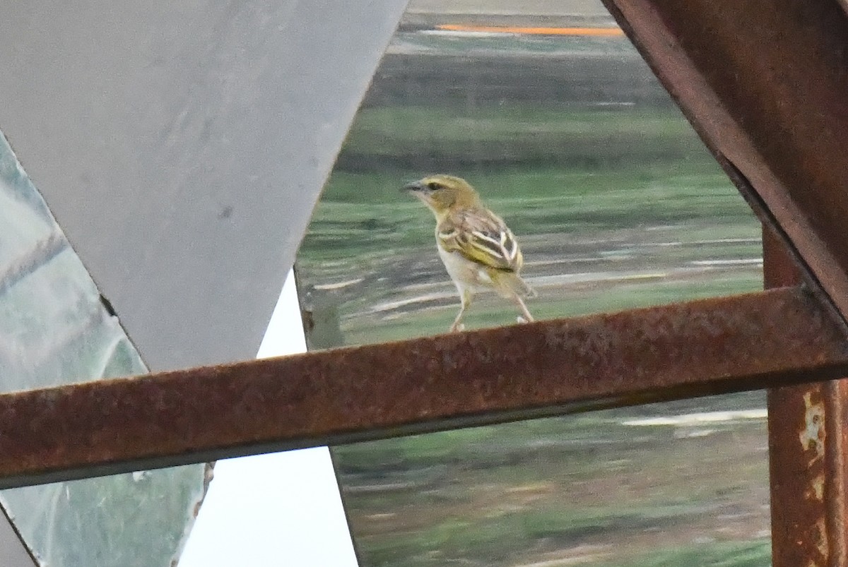 Black-headed Weaver - ML641668665