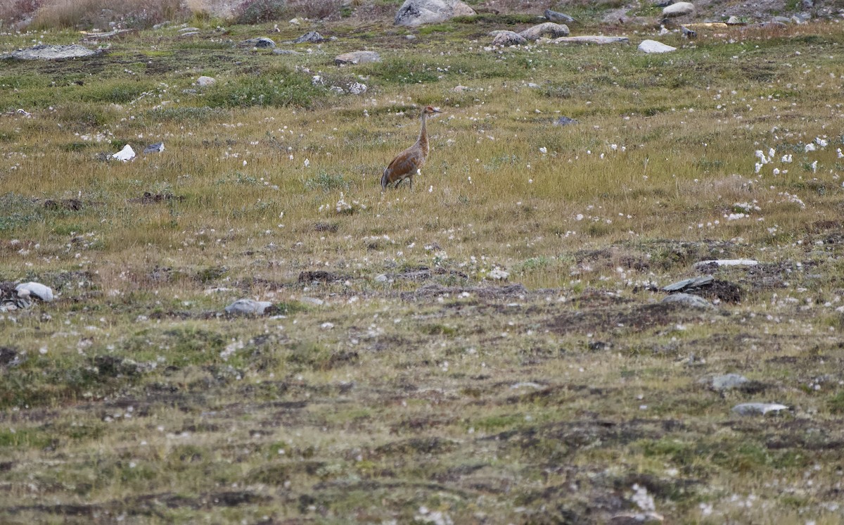 Орог тогоруу - ML641668721