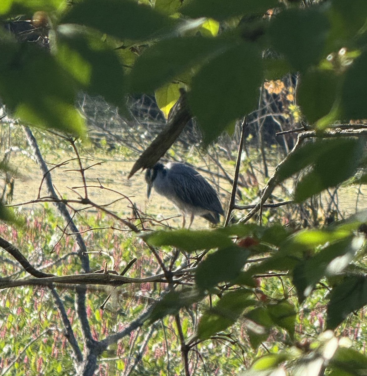 Yellow-crowned Night Heron - ML641668731