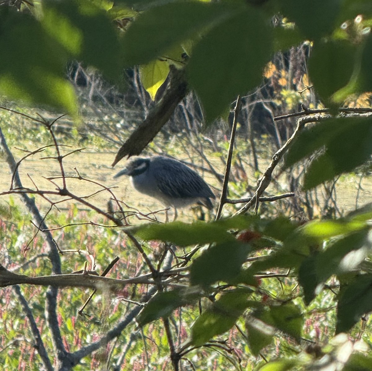 Yellow-crowned Night Heron - ML641668732