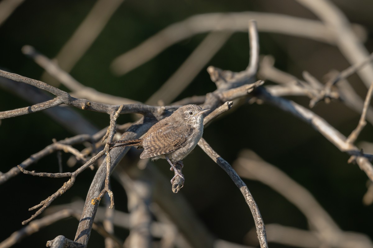 Northern House Wren - ML641668735