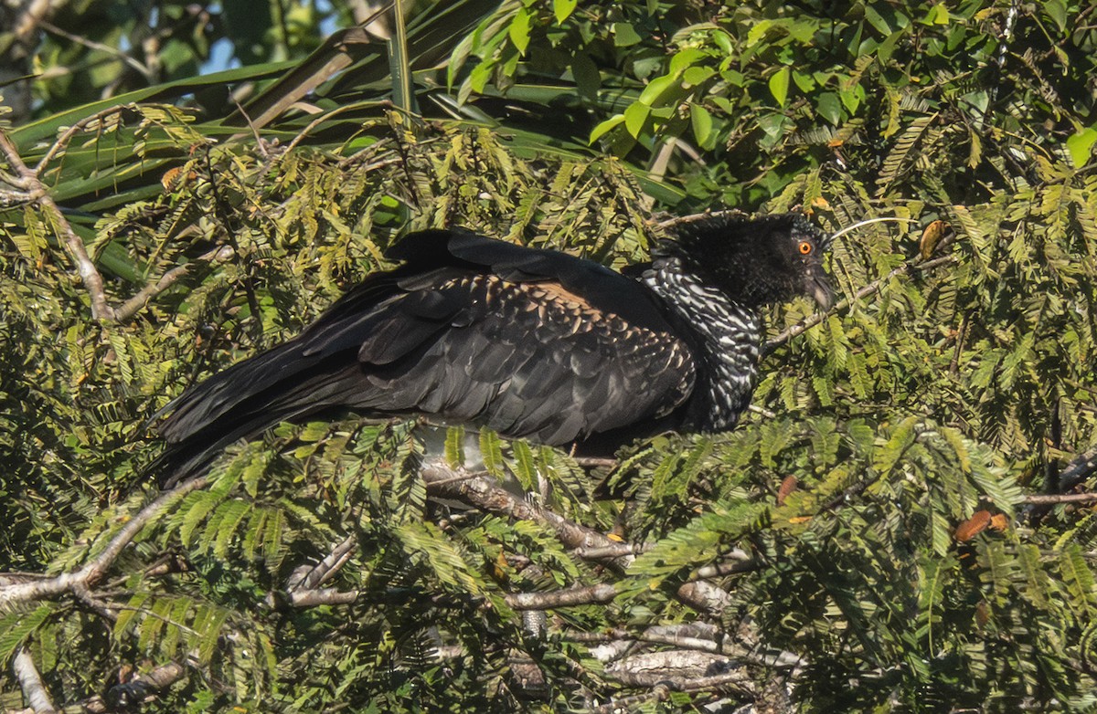 Horned Screamer - ML641668740