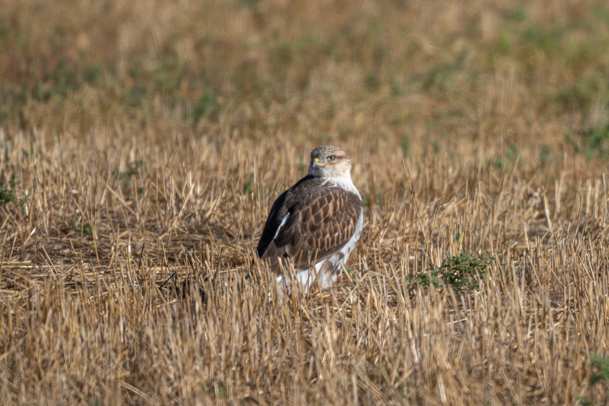 Ferruginous Hawk - ML641668755