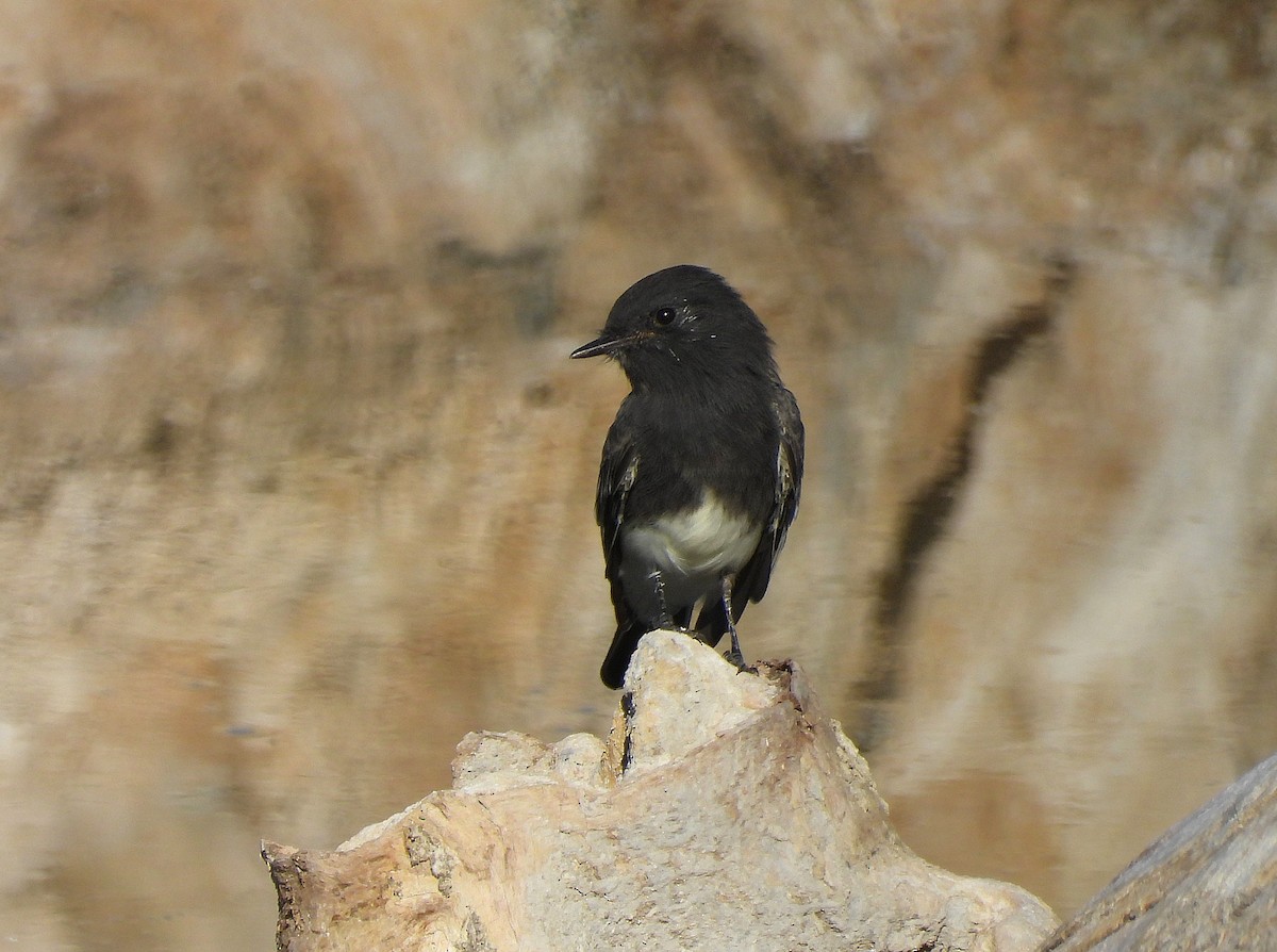 Black Phoebe - ML641668781