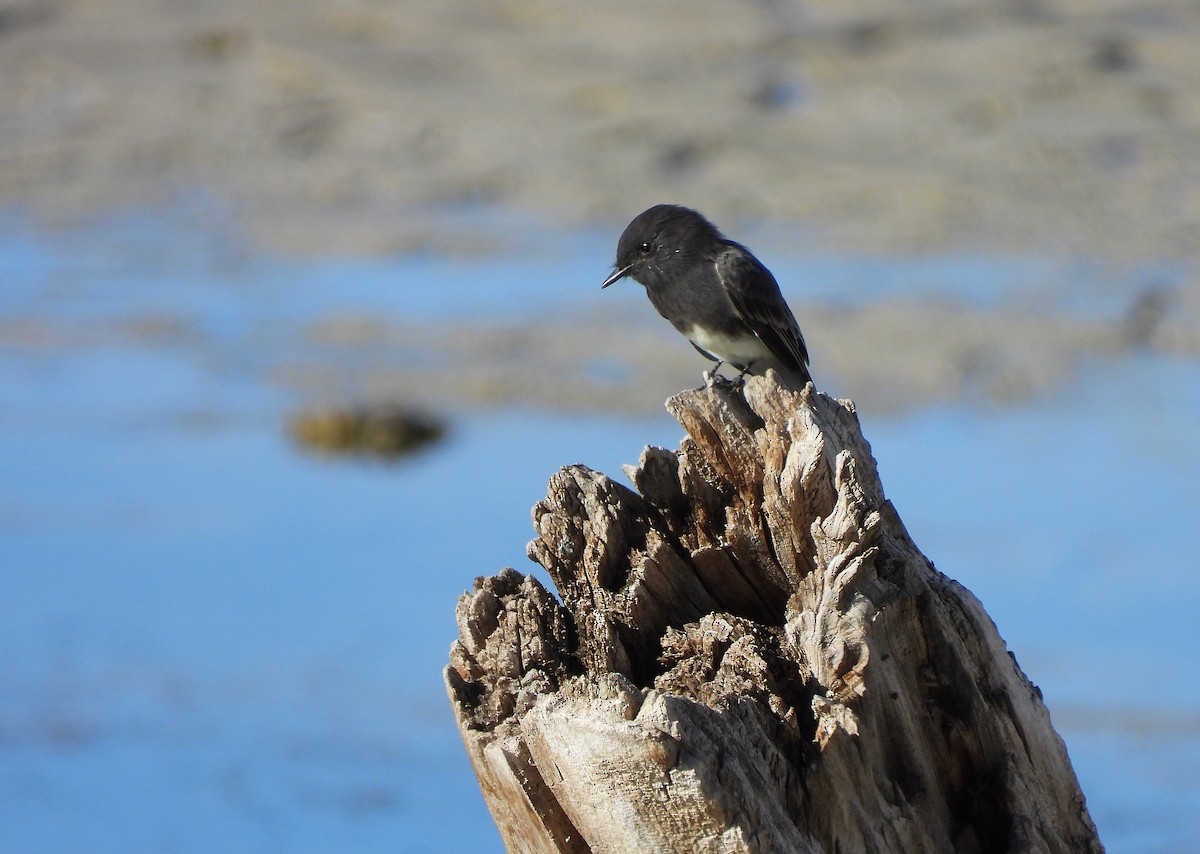 Black Phoebe - ML641668782