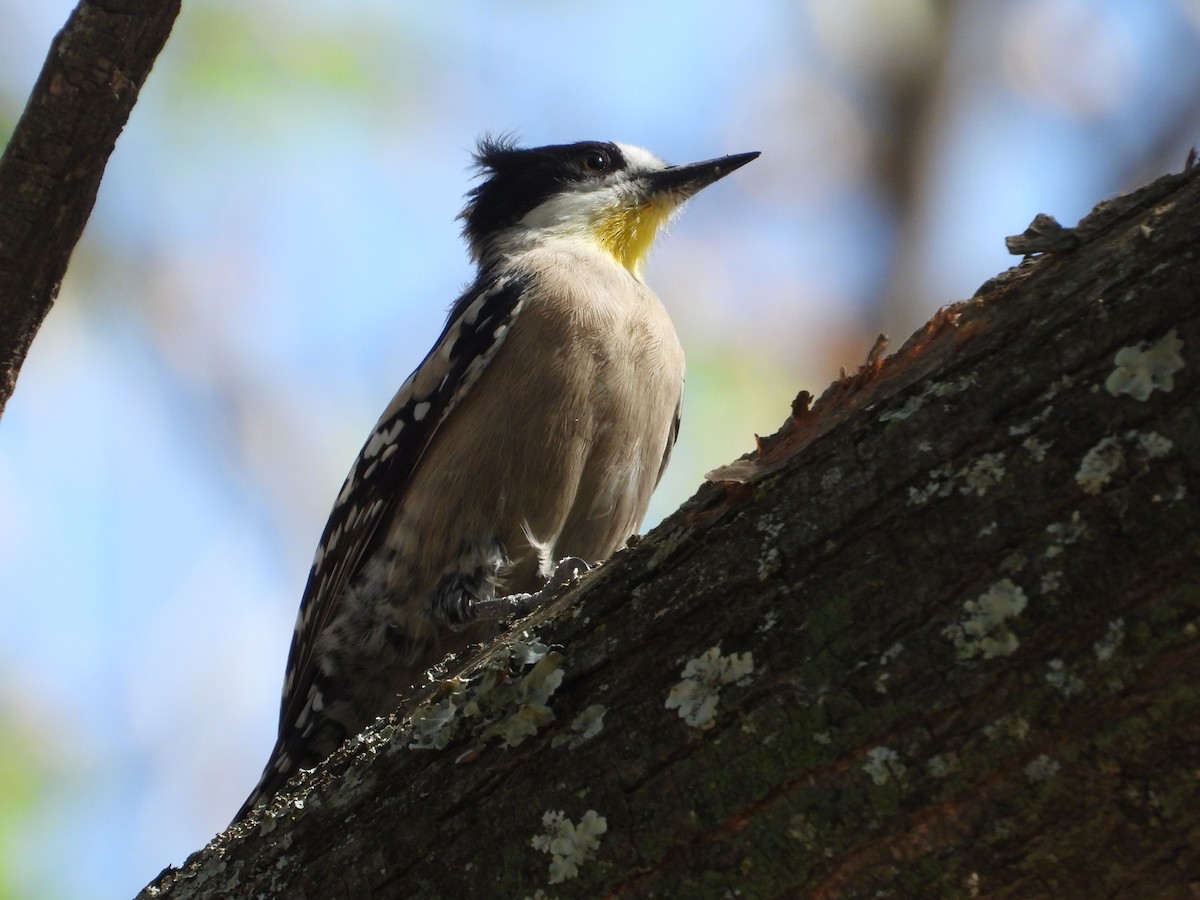 White-fronted Woodpecker - ML641668795