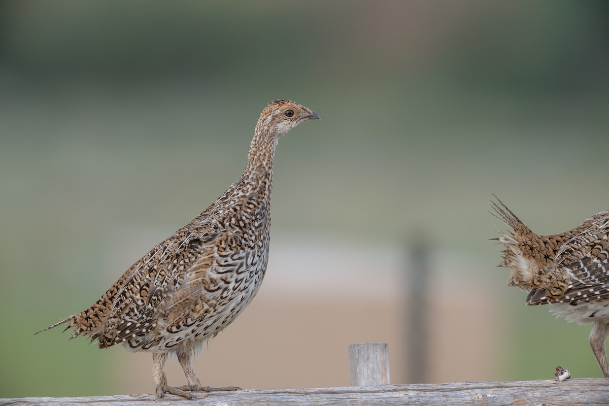 Sharp-tailed Grouse - ML641668798