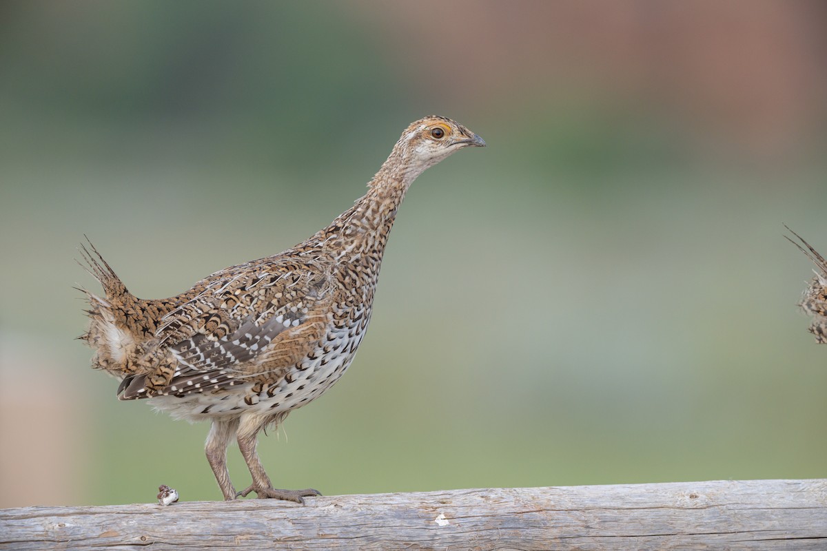 Sharp-tailed Grouse - ML641668800