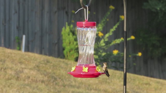 Ruby-throated Hummingbird - ML641668811
