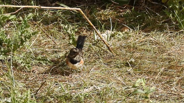 Spotted Towhee - ML641668926