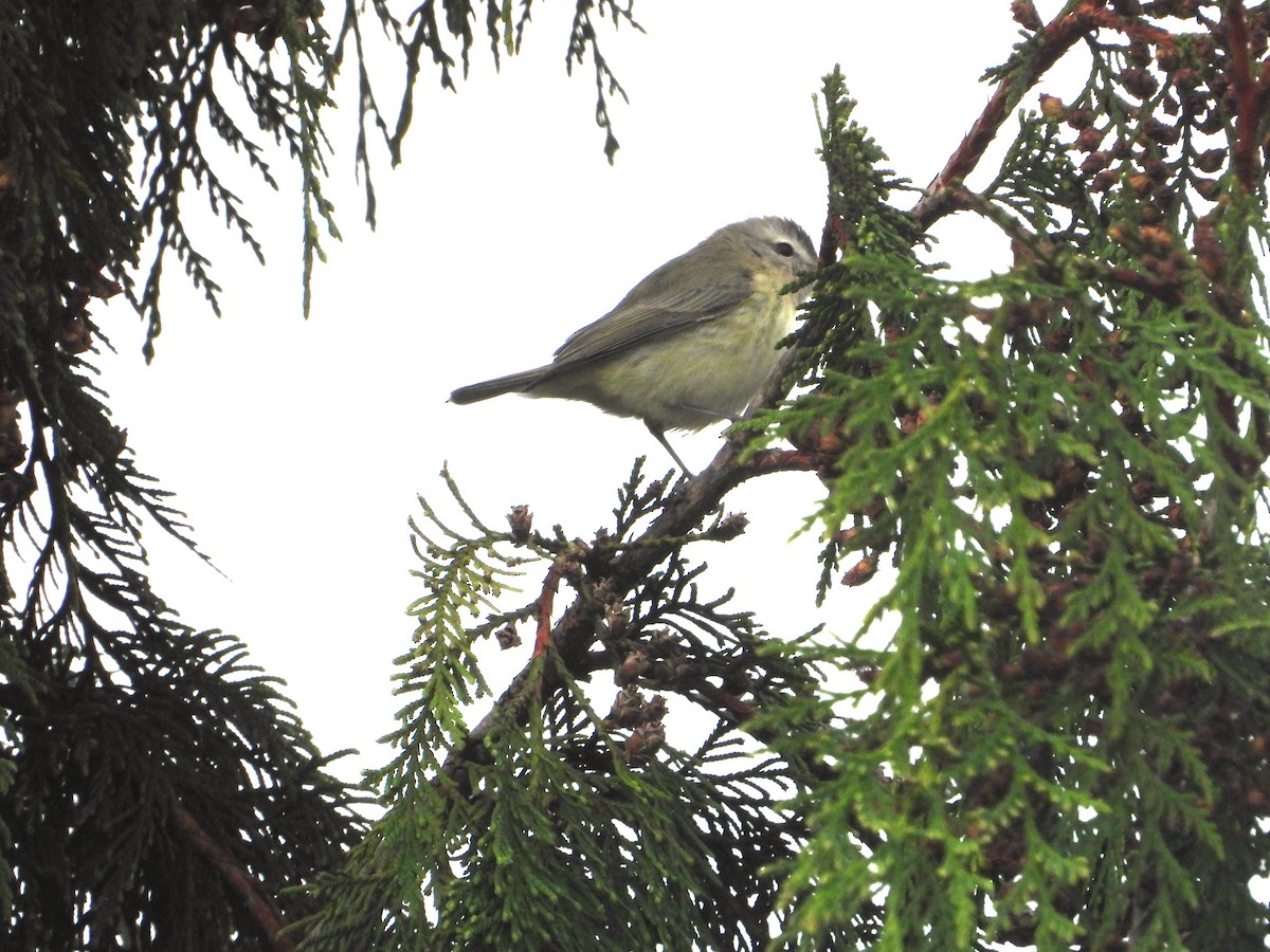 Warbling Vireo - ML641668939