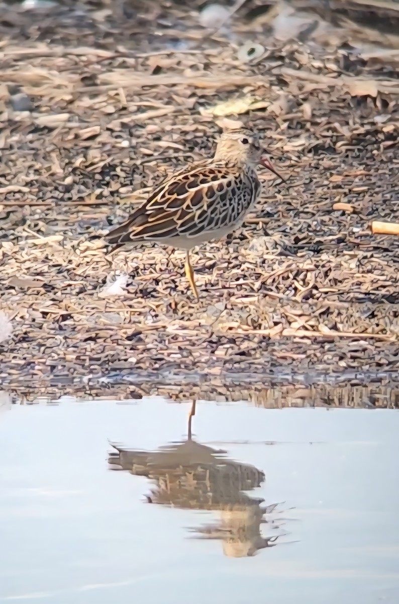 Piovanello pettorale - ML641668976