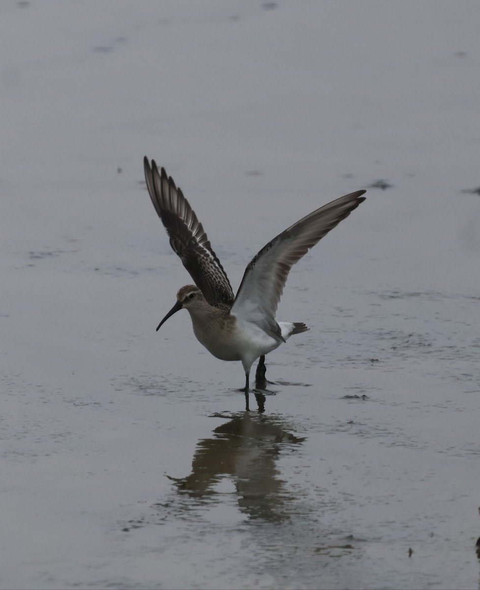 Curlew Sandpiper - ML641669007