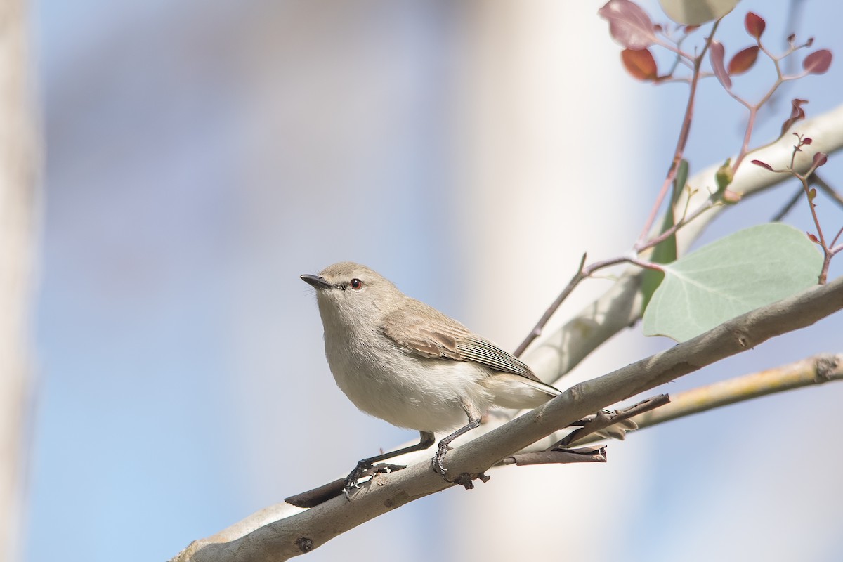 Western Gerygone - ML64166901