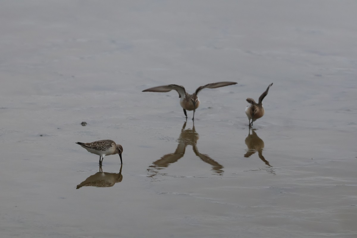 Curlew Sandpiper - ML641669039