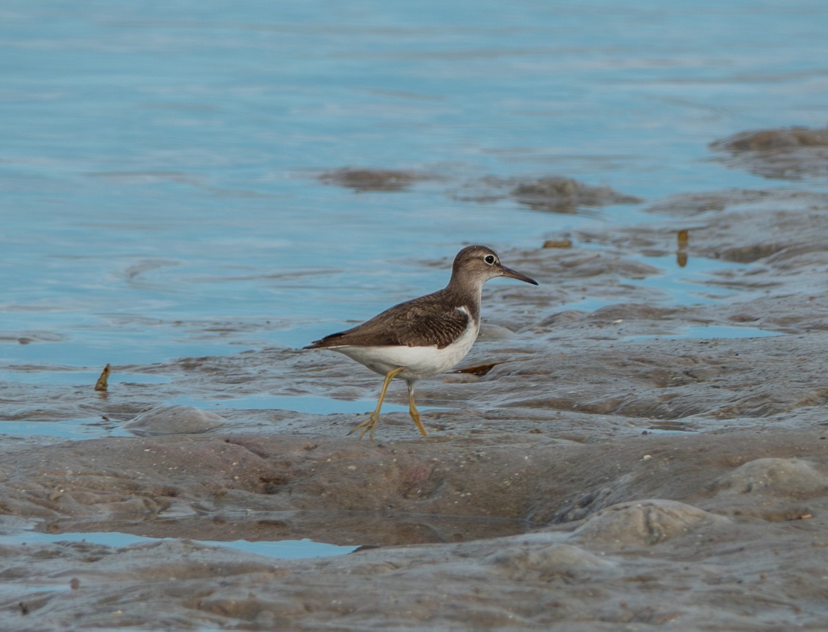 Spotted Sandpiper - ML641669047