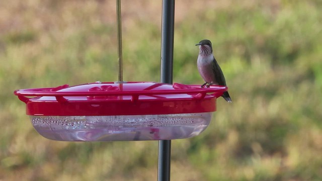 Ruby-throated Hummingbird - ML641669051