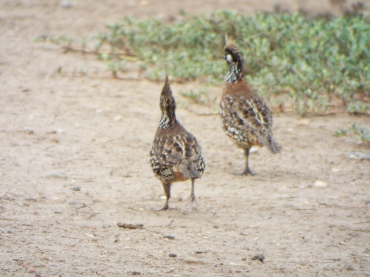 Crested Bobwhite - ML641669052