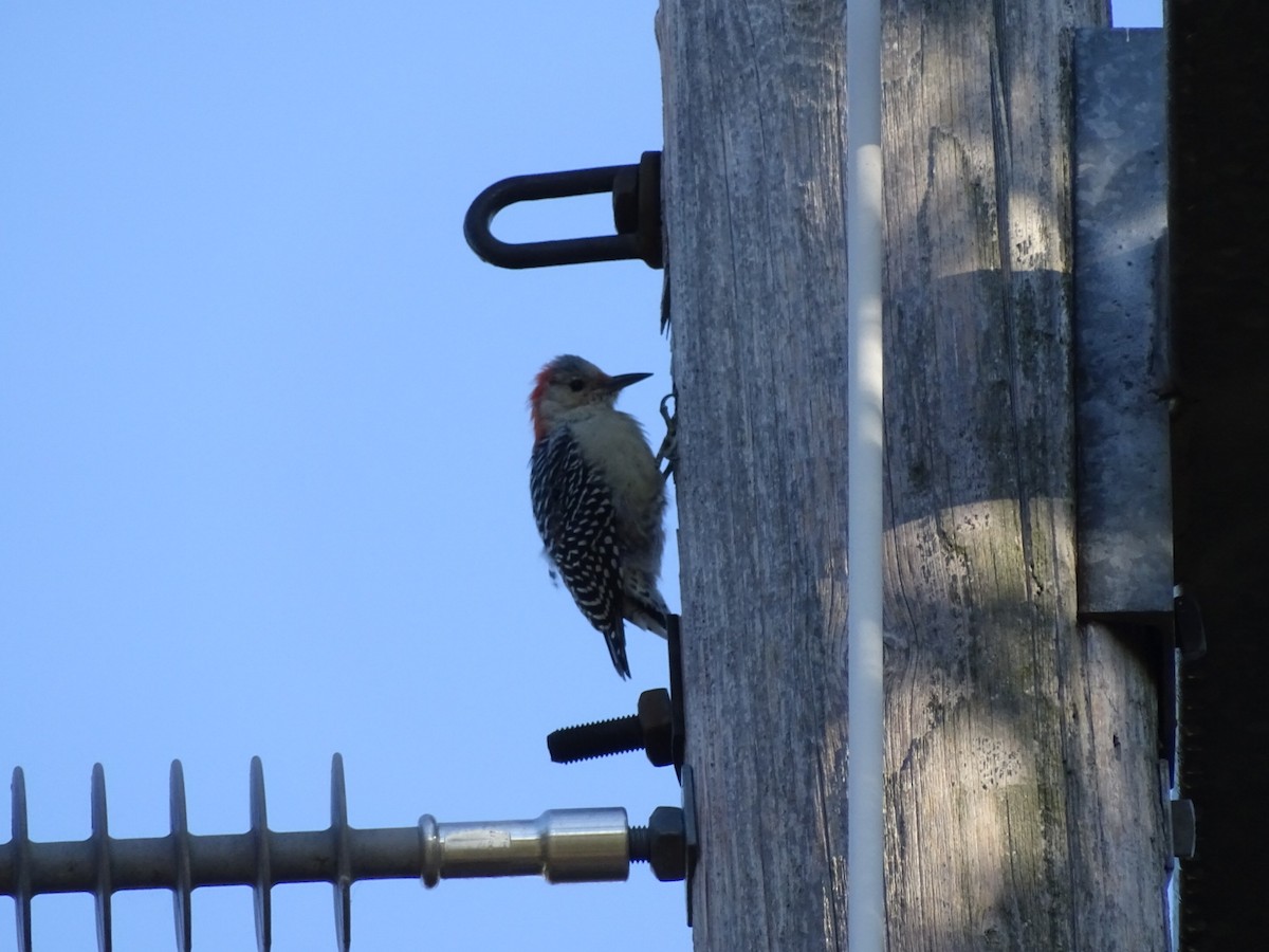 Red-bellied Woodpecker - ML641669060