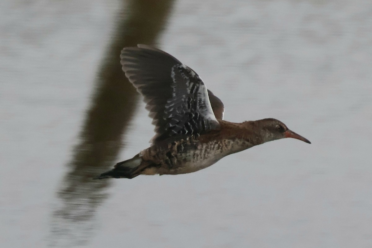Water Rail - ML641669061