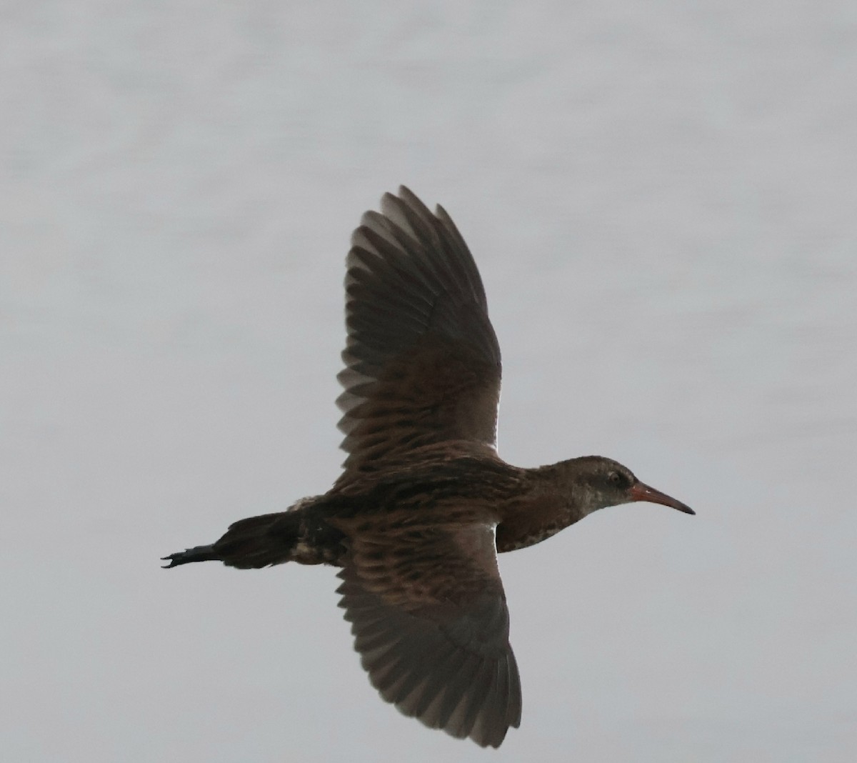 Water Rail - ML641669068