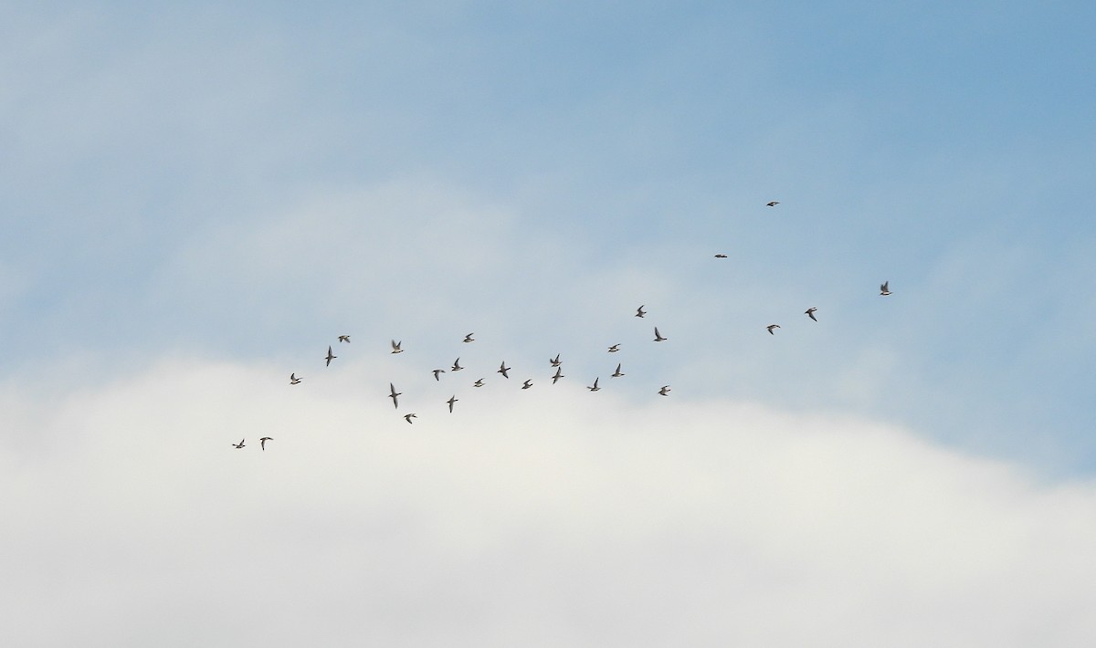 strandsnipe - ML641669069