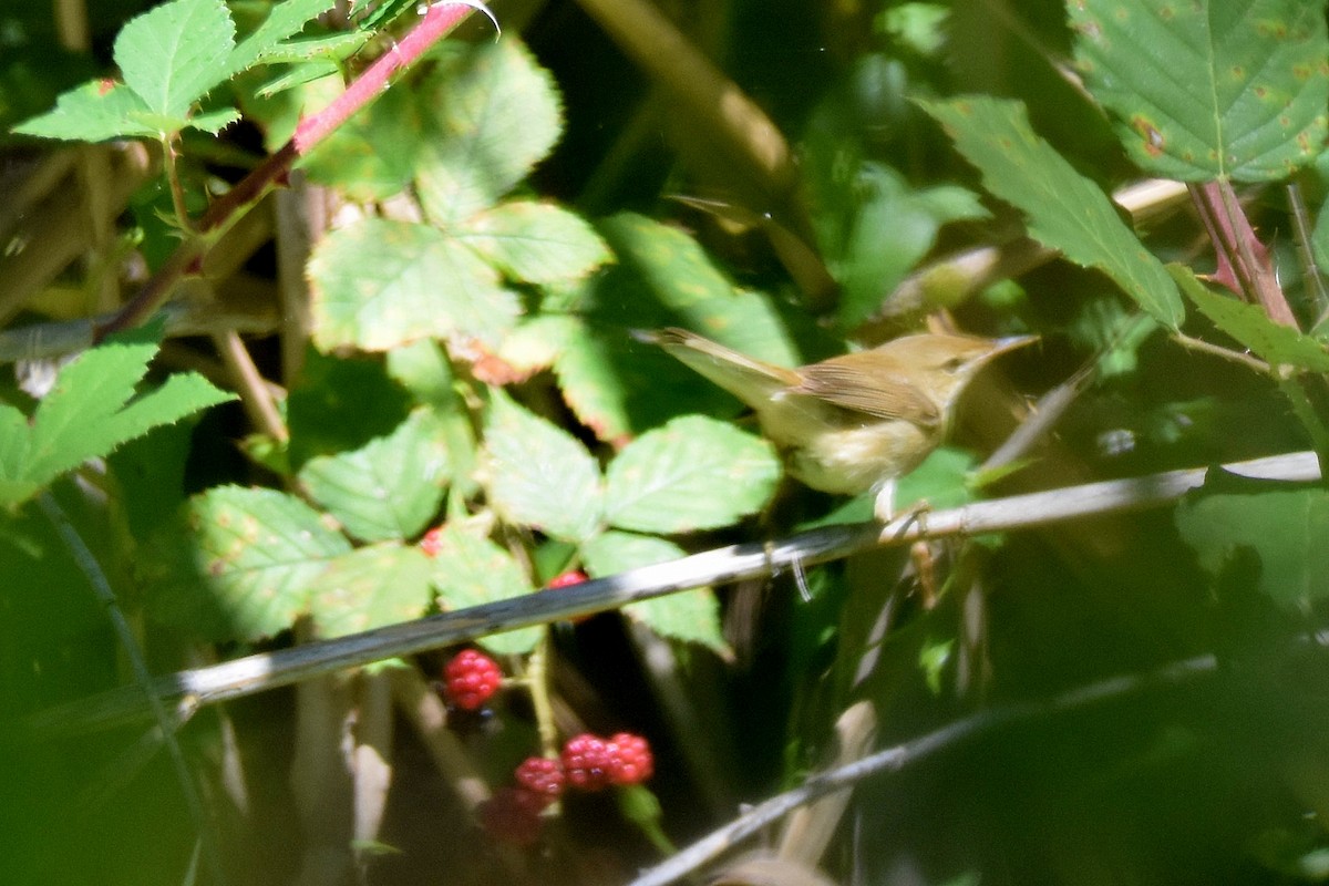 Eastern Olivaceous Warbler - ML641669073