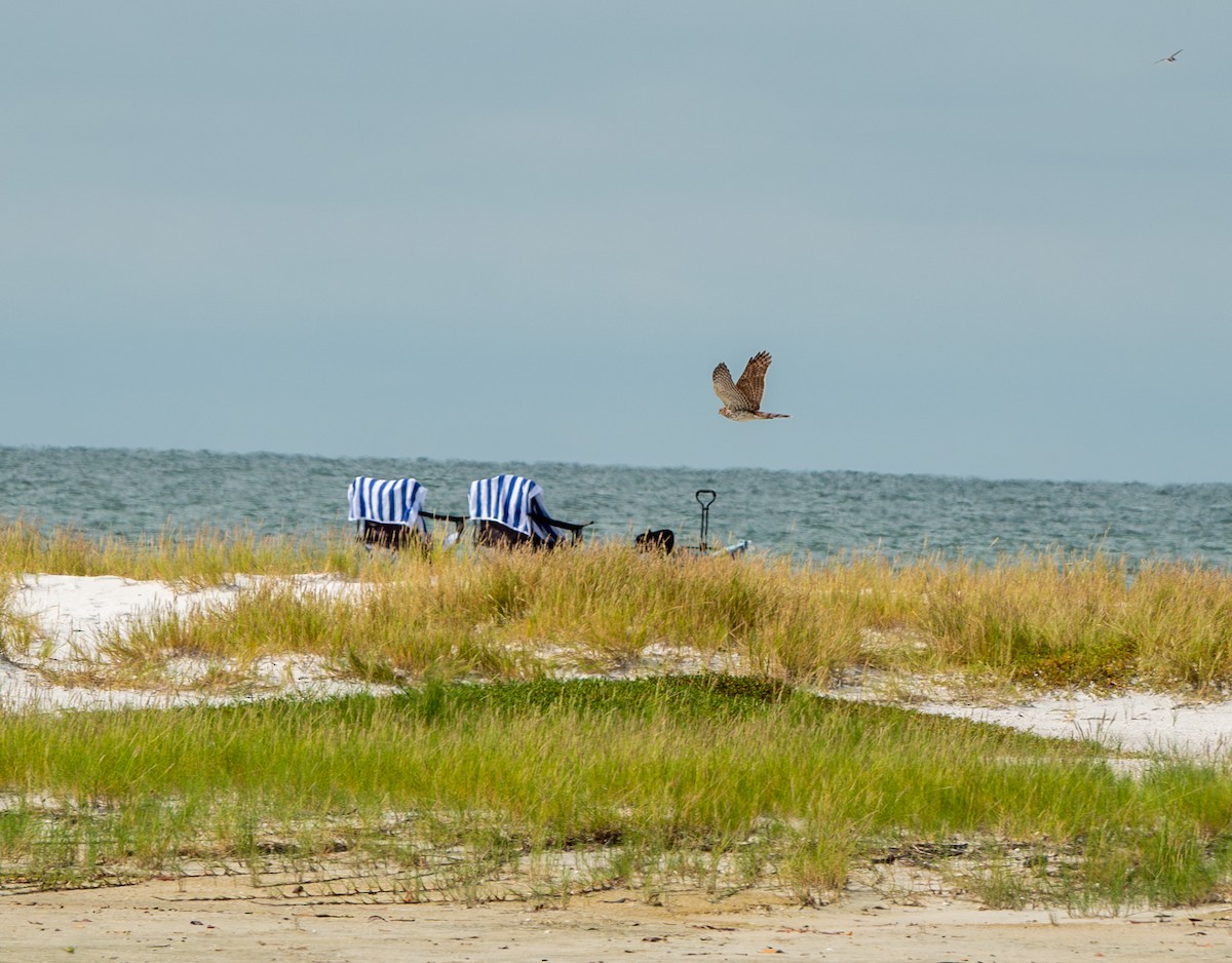 Cooper's Hawk - ML641669076