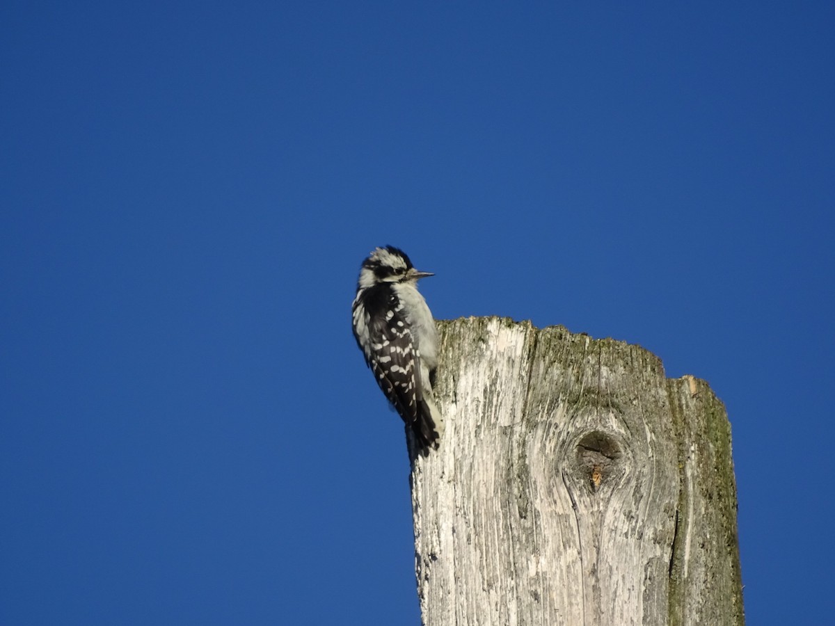 Downy Woodpecker - ML641669077