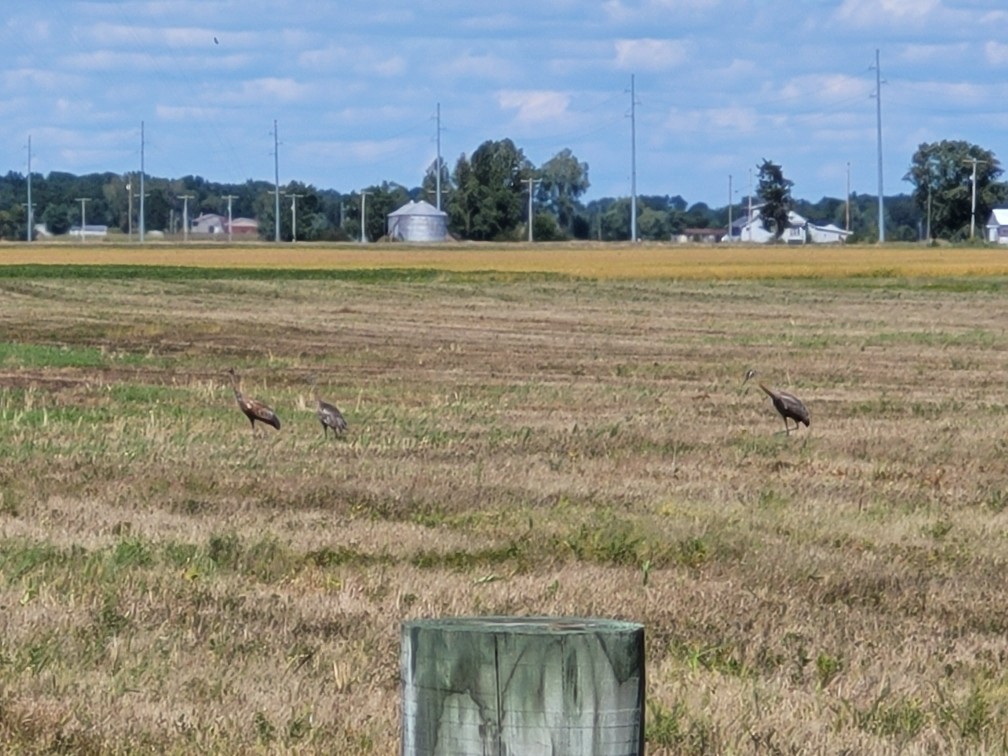 Grue du Canada - ML641669080