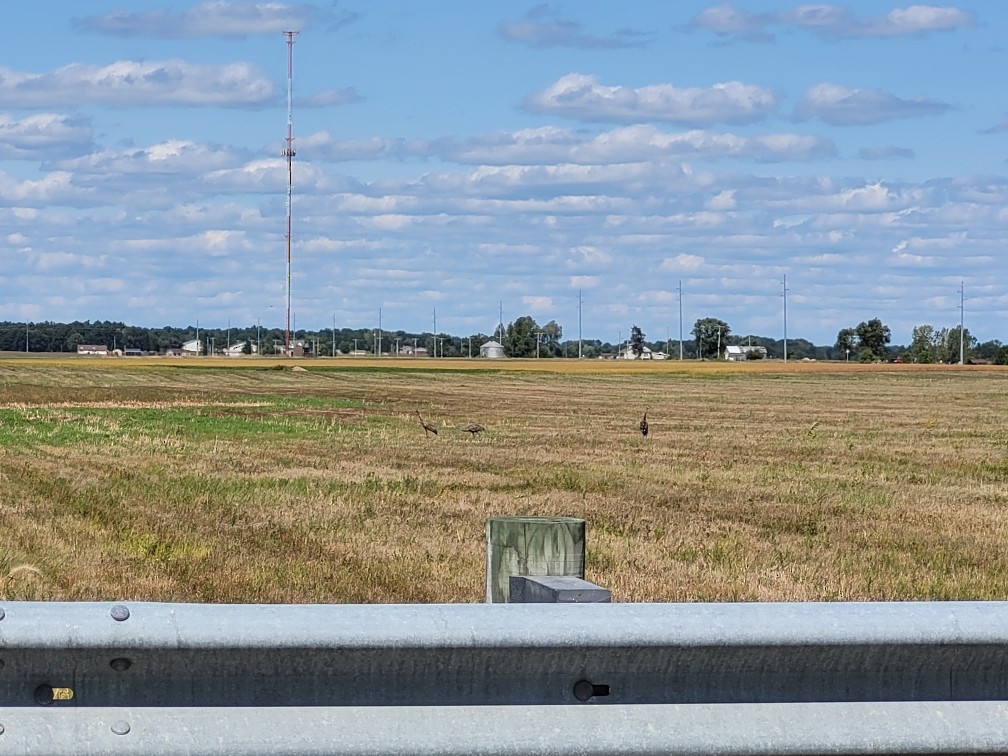 Grue du Canada - ML641669081