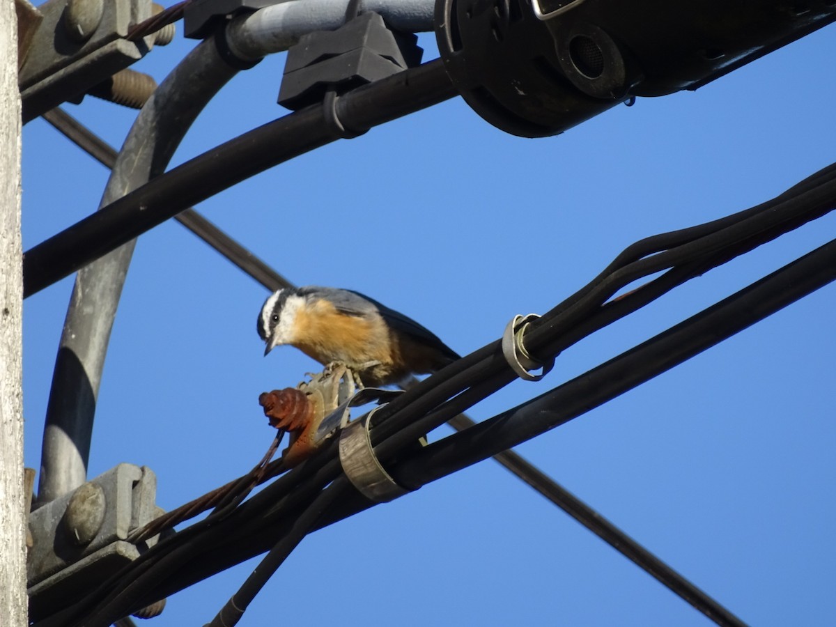 Red-breasted Nuthatch - ML641669085