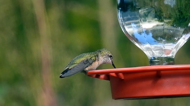 Broad-tailed Hummingbird - ML641669089