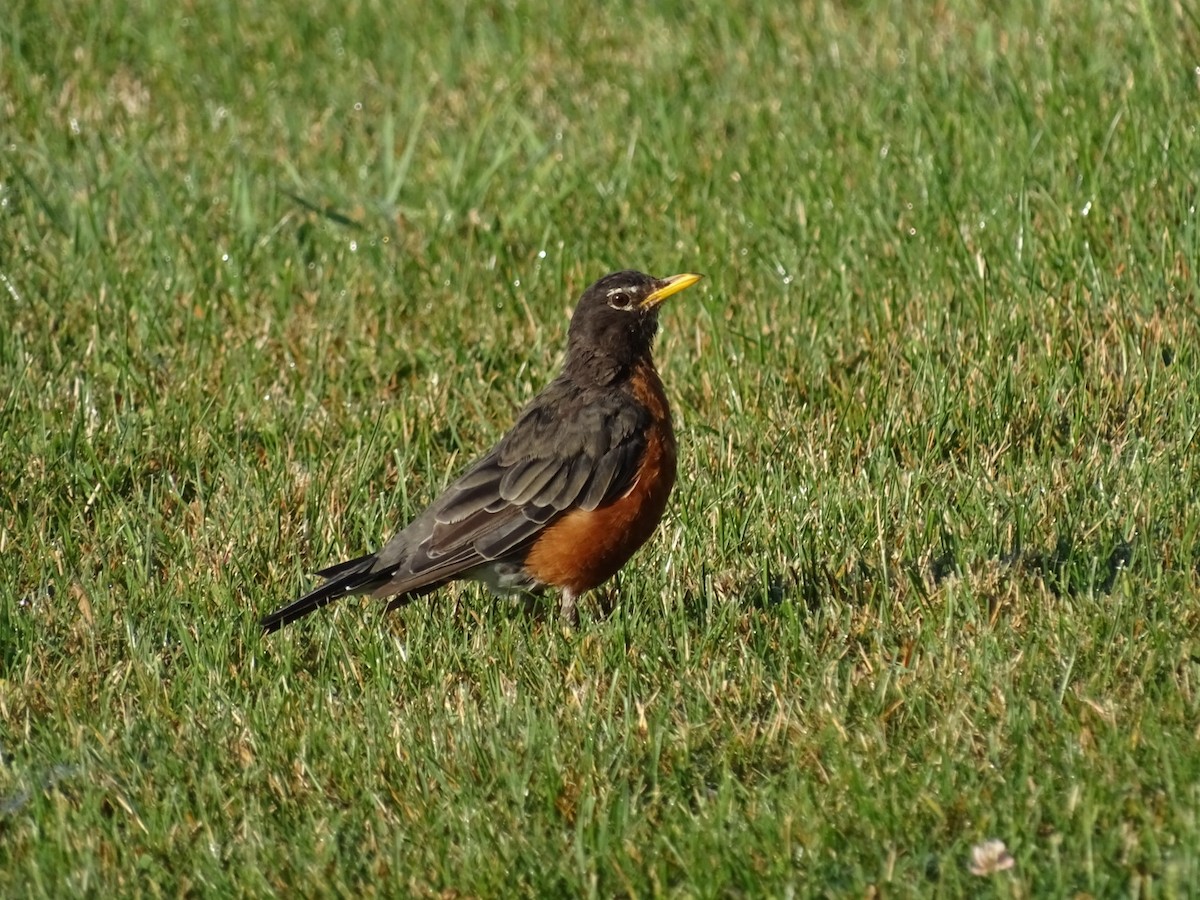 American Robin - ML641669095