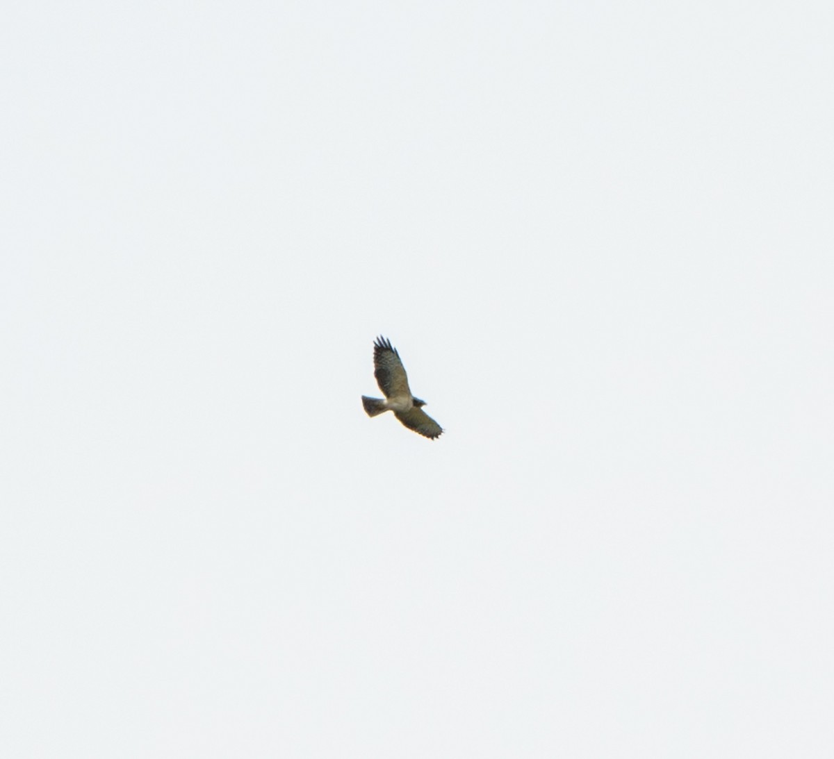 Short-tailed Hawk - ML641669096