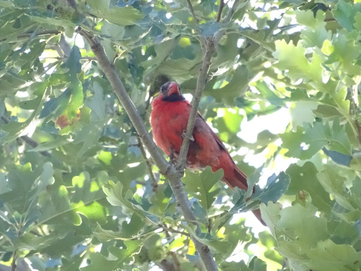 Northern Cardinal - ML641669098