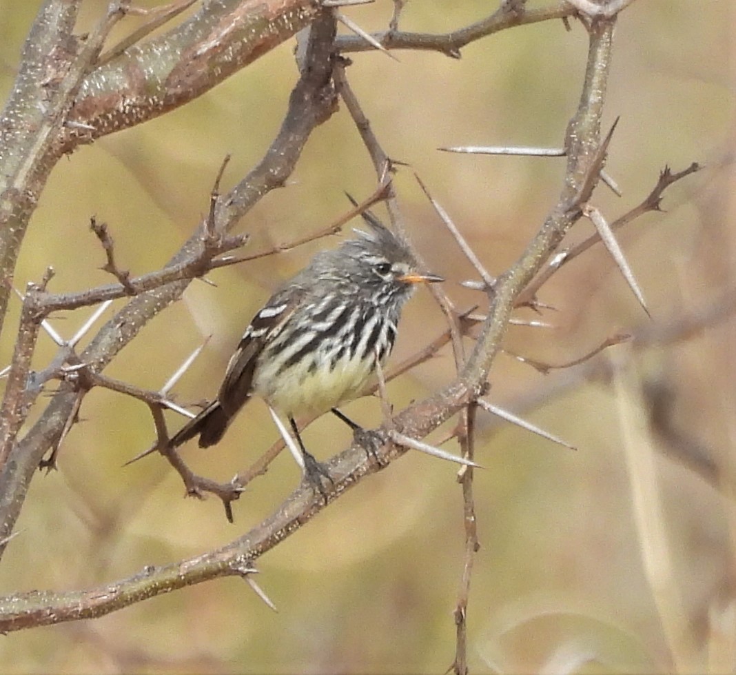 Yellow-billed Tit-Tyrant - ML641669100