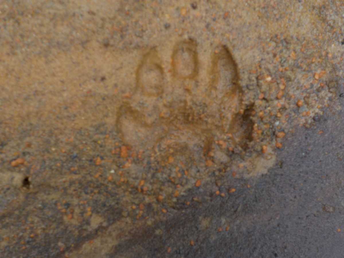 Mammals - ML641669107