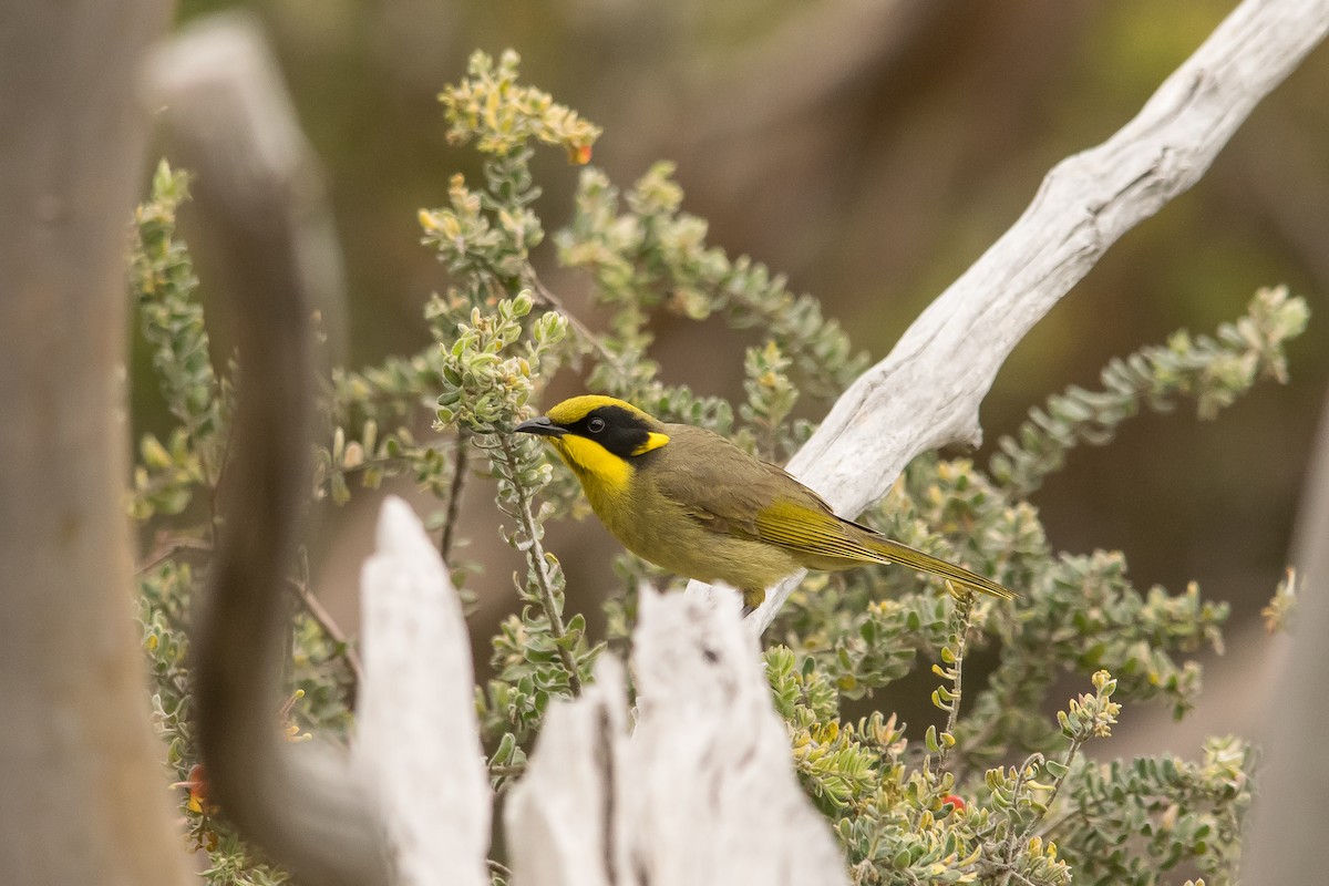 Yellow-tufted Honeyeater - ML64166911