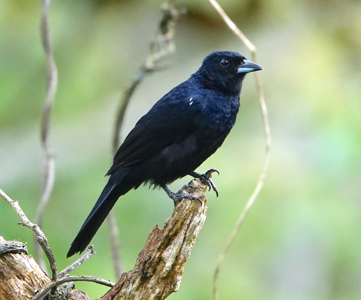 White-lined Tanager - ML641669118