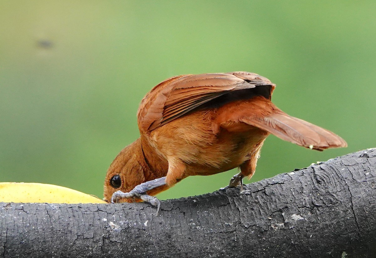 White-lined Tanager - ML641669129