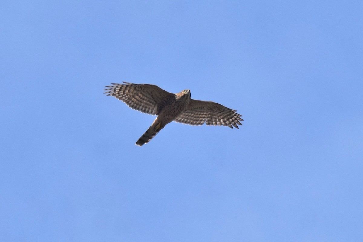 Eurasian Goshawk - ML641669130