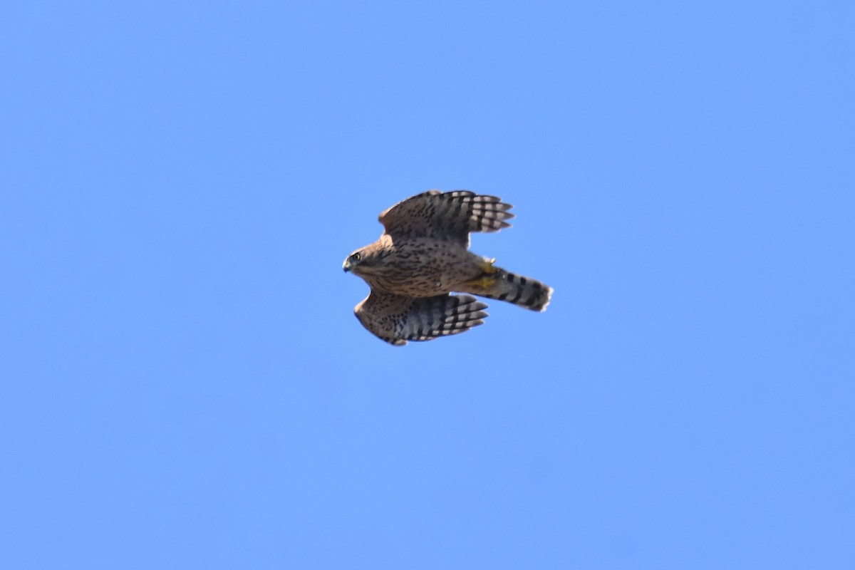 Eurasian Goshawk - ML641669132