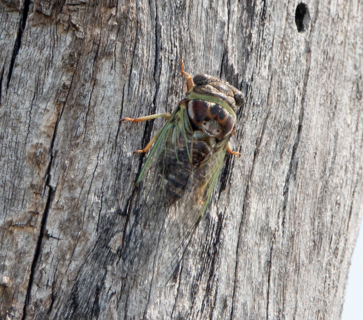 Atlantic Saltmarsh Cicada - ML641669135