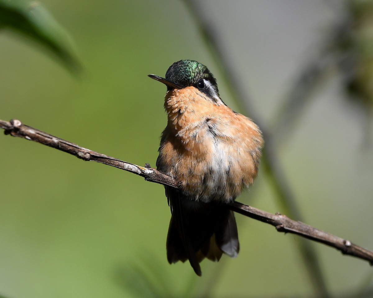 White-throated Mountain-gem - ML641669140